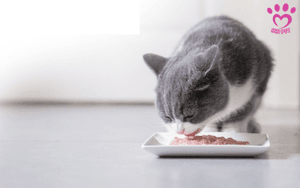 Cách làm Pate cho mèo không cần máy xây