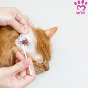 Dung dịch vệ sinh cho tai mèo