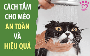 cách tắm cho mèo