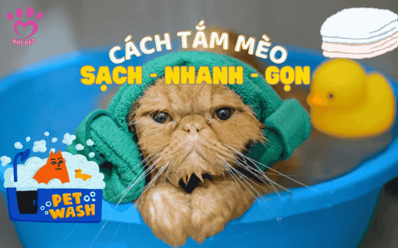 cách tắm cho mèo hiệu quả